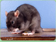 rat control Scunthorpe