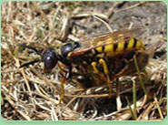 wasp control Scunthorpe